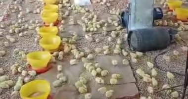 قرية برما بالغربية إمبراطورية إنتاج الثروة الداجنة في مصر.. تنتج 60% من إنتاج البط في مصر و25% من إنتاج الدواجن.. أحد المربين: حققنا فائضا كبيرا من إنتاج البط.. وانتجنا سلالة من البط البغالي ينافس الم