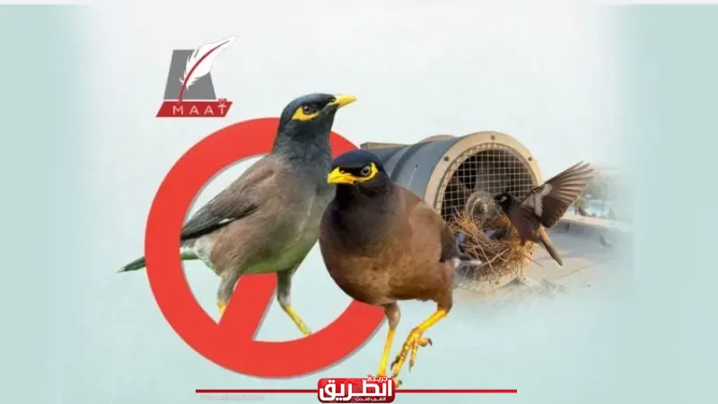 يصنف ضمن أخطر 100 نوع عالميًا.. كيف تحول ”المينا الهندي” إلى كابوس للمزارعين والمنشآت؟