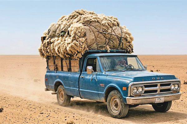 غياب لاستثمار ثروة «الصوف والوبر» المهدرة صناعياً