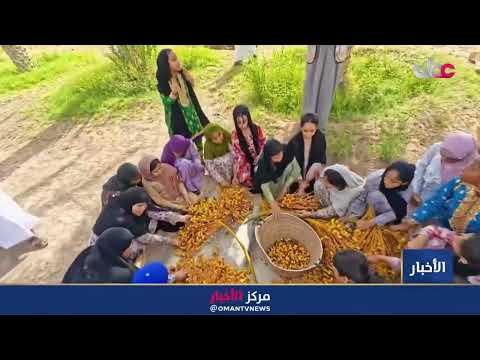 تقرير | فعاليات "النخلة.. تراث مادي مستدام" في محافظة شمال الشرقية.