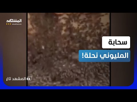 سحابة مرعبة.. انقلاب شاحنة يطلق مليوني نحلة في تكساس!