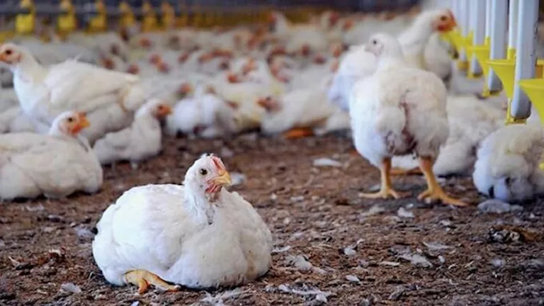 أستراليا تعلن اكتشاف إصابة جديدة بإنفلونزا الطيور