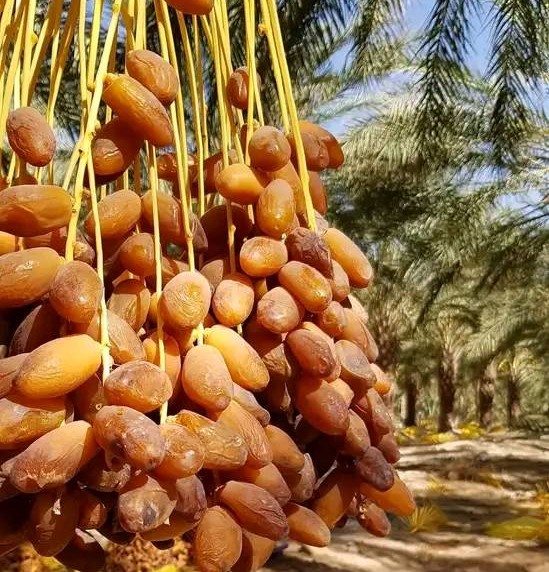 ورقلة : تحقيق أزيد من 920 ألف قنطار من التمور