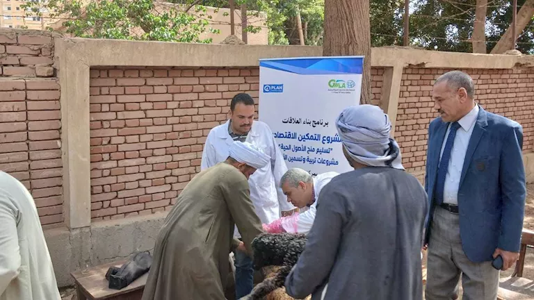 أسيوط تواصل دعم صغار المربين بتوزيع رؤوس أغنام ضمن مبادرات التنمية الم