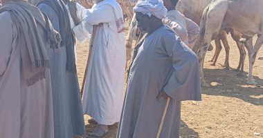 من سوق الجمال بأسوان.. تعرف على أسعار الأضاحى هذا العام