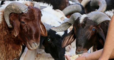 أضحية العيد.. الخروف الرحمانى والبرقى والجديان بلدى وقبرصى (فيديو)