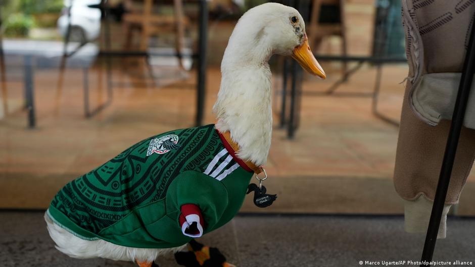 كأس العالم 2026: "بطة" تسرق الأضواء من نجوم منتخب المكسيك!