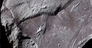 عمرها 300 مليون سنة.. اكتشاف آثار جلد زواحف فى ألمانيا