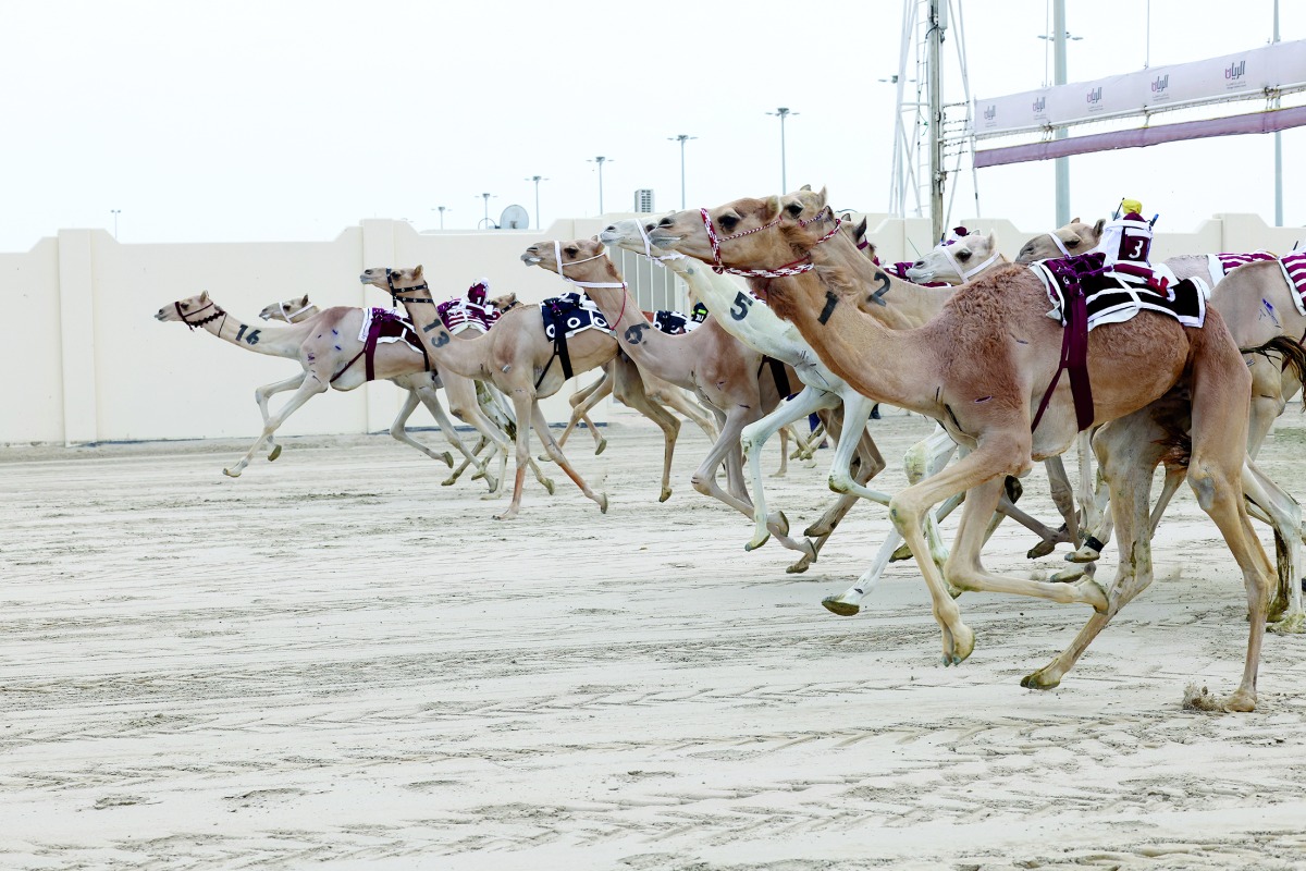 ‫ في سادس أيام المهرجان.. هجن الشحانية تفتتح نواميس اللقايا المفتوحة بأفضل توقيت