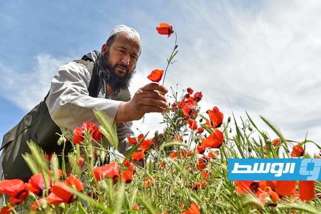 حقول الخشخاش الحمراء عنوان للفرح بقدوم الربيع في أفغانستان