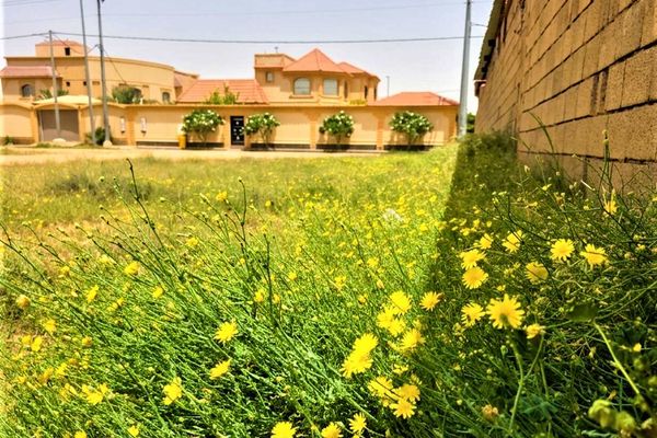 "العضيد" يقلب فضاءات الاحياء الى حدائق ربيعية بالقصيم