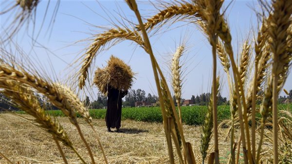 غرفة الحبوب: توقعات بزيادة توريد القمح المحلي إلى 5 ملايين طن هذا الموسم