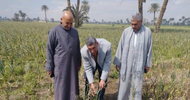 الثوم البلدى محصول المزارعين بالمنيا.. الفدان ينتج 18 طنا.. مطاى والمنيا أشهر مراكز زراعته.. مزارعون: الفدان يربح ما يقرب من 75 ألف جنيه وتكلفته بين 20 لـ25 ألف جنيه.. وآخرون: نطالب بفتح التصدير للخار