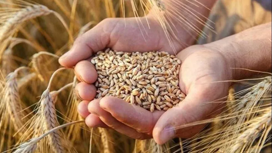 الرواشدة: نتائج مبشرة للموسم الزراعي تعكس نجاح برامج تطوير أصناف القمح