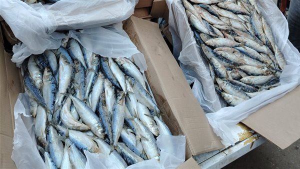 حماية المستهلك: ضبط طن ونصف أسماك مجمدة منتهية الصلاحية قبل تداولها بأسواق الفيوم