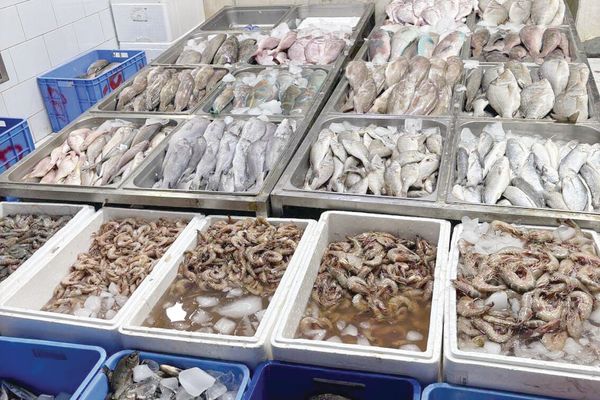 بيئة المدينة تكثف الرقابة على الأسواق والمسالخ