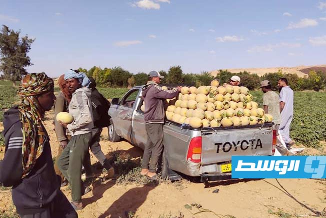 سحب عينات من البطيخ والشمام في ليبيا للتأكد من سلامتها الغذائية