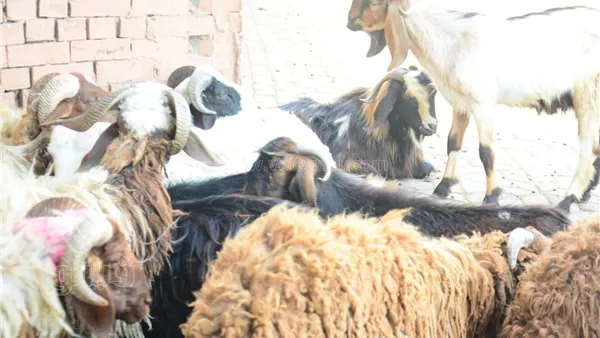 السن والعيوب الظاهرة، أمين الفتوى يكشف شروط قبول الأضحية (فيديو)