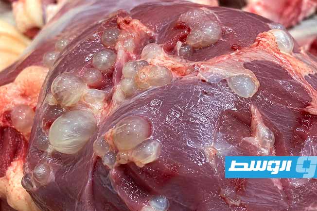 «زراعة تراغن» تبدأ جمع بيانات حول الأكياس المائية في الأضاحي