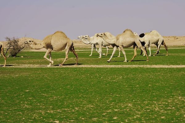 مهلة 10 أيام لإخراج الماشية السائبة بـ«عرنان» في محمية الملك سلمان