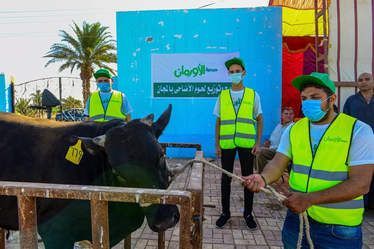 الإستعداد لنحر 50عجل بلدى خلال أيام التشريق فى (3) مجازر بأسوان