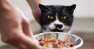 كيف تهدد الحيوانات الأليفة صحة عينيك.. 7 نصائح لازم تعرفها
