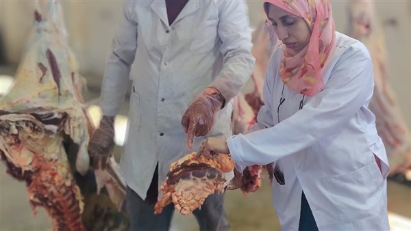 بيطري الأقصر يعدم عجلا غير صالح للاستهلاك الآدمي بمجزر الحبيل