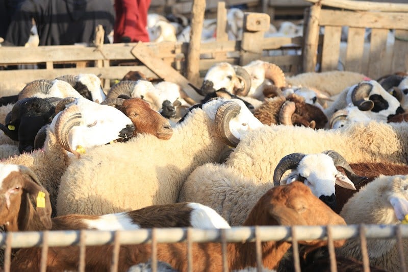 دفتر تحملات يضبط كراء واستغلال أسواق بيع الأضاحي في العاصمة الرباط