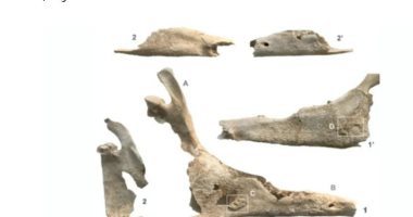 كشف لغز دفن جثة امرأة مع بغل فى إسبانيا قبل 2700 عام