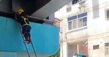 بلاغ من فتاة ينقذ قطة محتجزة أعلى كوبري نجع حمادي بقنا