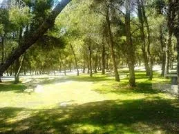 أحراش الدجنية في المفرق: وجهة طبيعية للحياة البرية والمتنزهين