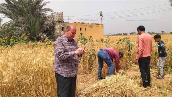 بين السعر والتكلفة، هل يربح الفلاح من القمح في موسم 2026؟ الزراعة تكشف خطة الوزارة، والمزارعون يردون