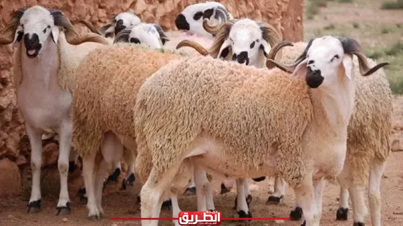 قبل الشراء.. ”الأزهر للفتوى” يحدد السن الشرعي للأضاحي في عيد 2026