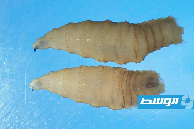 ظهور طفيلي يأكل اللحم في الولايات المتحدة للمرة الأولى منذ ستين عاما