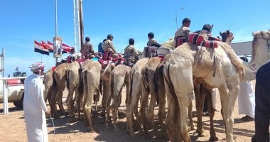 محافظ جنوب سيناء يشهد ختام سباق الهجن احتفالاً بالذكرى تحرير سيناء