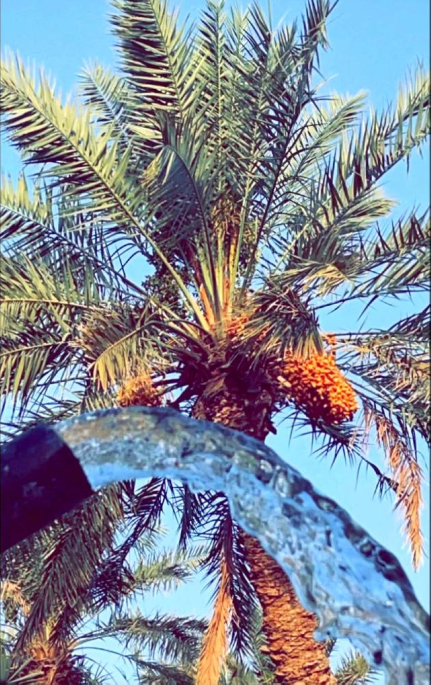 خطوة نحو إقامة مهرجان زراعي في الخرمة.. والمحافظ يوجّه برفع الطلب للجهات المختصة