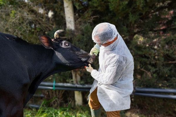 جنوب إفريقيا تستورد ملايين اللقاحات لمواجهة وباء الحمى القلاعية