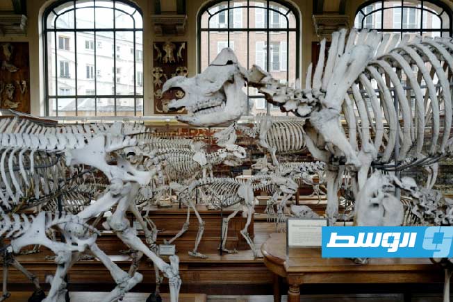 عالمة متحجرات تعيد برسوم توضيحية إحياء مشهد السويد في العصر الجوراسي