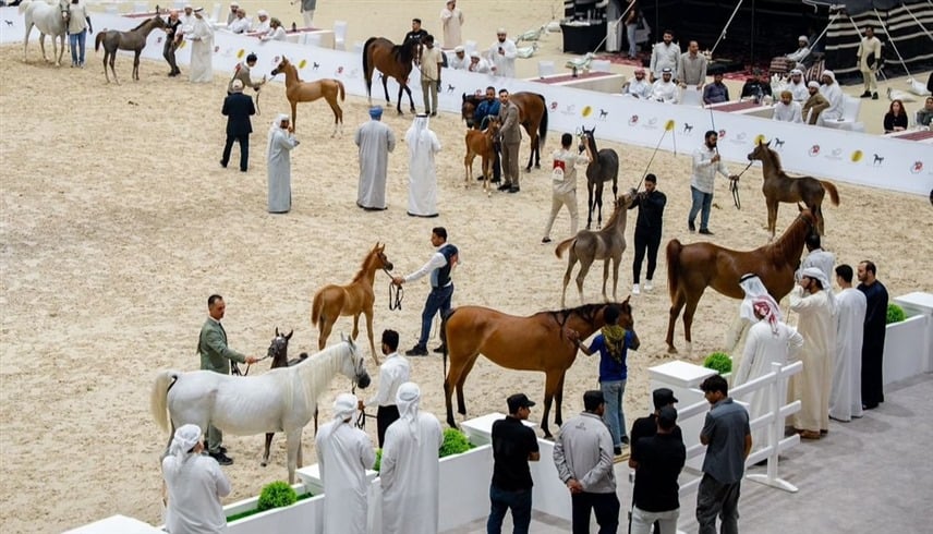 أبوظبي والظفرة تحتفيان بإرث الخيل العربية في بطولتين رمضانيتين