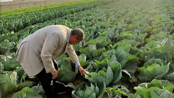 "زراعة أسيوط" تتفقد المحاصيل الشتوية للتأكد من خلوها من أي إصابات تؤثر على جودتها