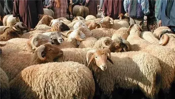 حكم جمع جلود الأضحية وبيعها والتبرع بثمنها..دار الإفتاء المصرية توضح التفاصيل الكاملة