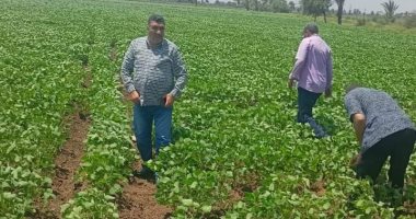 قرية البرجاية بالمنيا حكاية خير طوال العام.. وموسم البطاطس يعزز الإنتاج المحلى