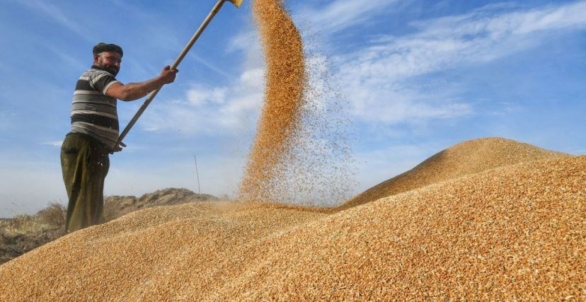 العراق يوازن بين التصدير والأمن الغذائي رغم طلبات استيراد الحنطة