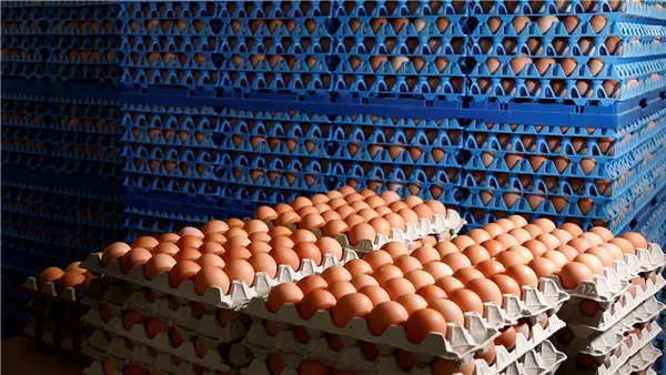 سعر كرتونة البيض اليوم الأربعاء 22-4-2026 في بورصة الدواجن