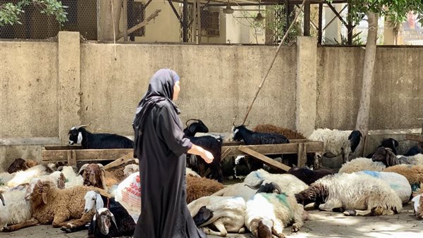 بسبب ارتفاع الأسعار، الكساد يضرب أسواق الماشية قبل أيام من عيد الأضحى (صور)
