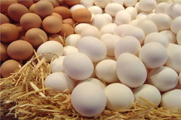 استقرار أسعار البيض اليوم الأحد 14 يونيو 2026 بالمزارع المحلية
