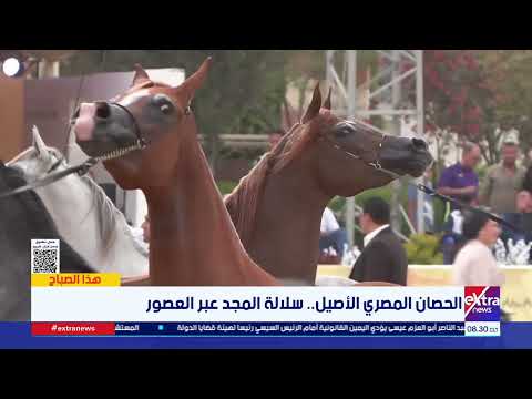 الحصان المصري الأصيل.. سلالة المجد عبر العصور