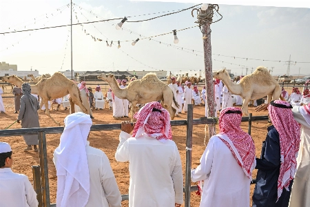 البيئة تدرس سن ضوابط المتاجرة بالإبل وعقوبات رادعة للمخالفين