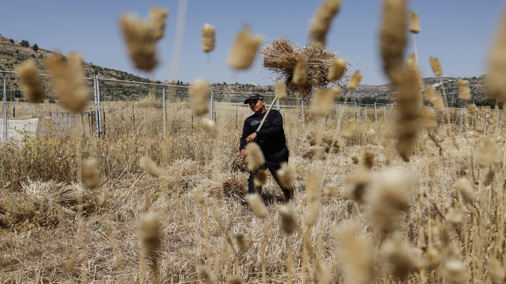 مزارعون فلسطينيون يسرعون إلى الحصاد بمواجهة عنف المستوطنين