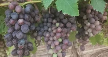 العنب الأحمر يتلألأ فى حقول مزارعى السنطة بأراضى المنيا